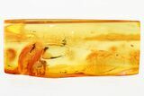 Detailed Fossil Spider (Araneae) In Baltic Amber #307206-1